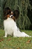 EPAGNEUL PAPILLON 024